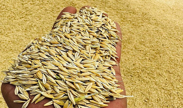 Arpa ve buğday fiyatları belli oldu