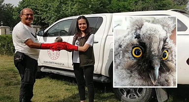 Yaralı Kulaklı Orman Baykuşu tedaviye alındı