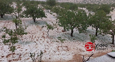 Bozova’da dolu yağışı fıstık bahçelerini vurdu!