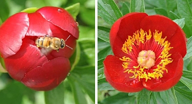 DKMP açıkladı! Koparana yüklü miktarda para cezası kesilecek