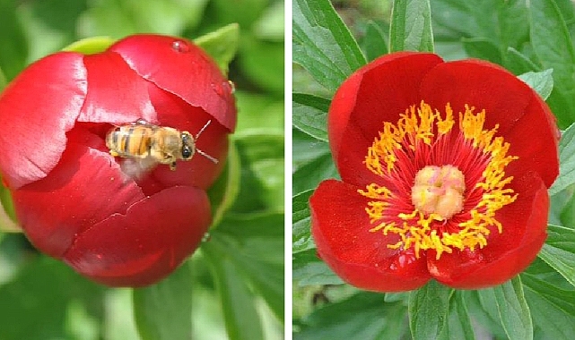 DKMP açıkladı! Koparana yüklü miktarda para cezası kesilecek