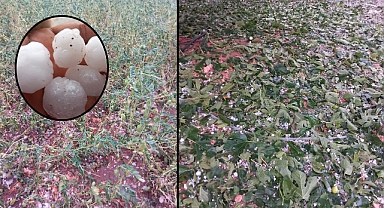 Dolu yağışı tarım arazilerine büyük zarar verdi