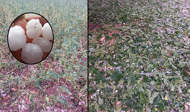Dolu yağışı tarım arazilerine büyük zarar verdi