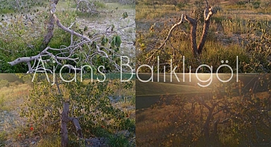 Hilvan'da ağaç katliamı! Binlercesi testere ile kesildi