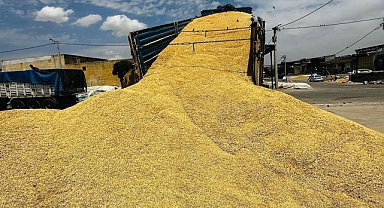 Hububat ve bakliyatta son durum! Buğday kaç liradan satıldı?