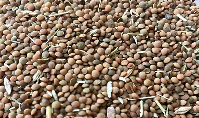 Kırmızı mercimek piyasaya düştü! İşte yeni fiyat