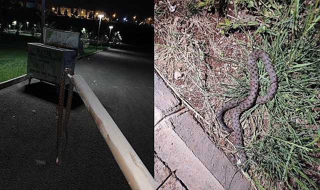 Millet Bahçesinde yılan paniği!