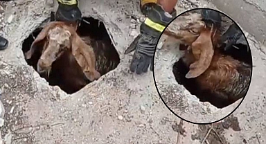 Şanlıurfa’da atık giderine düşen keçi kurtarıldı