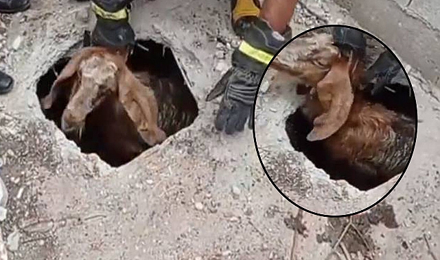 Şanlıurfa’da atık giderine düşen keçi kurtarıldı