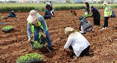 Şanlıurfa'da isot fidesi toprakla buluştu