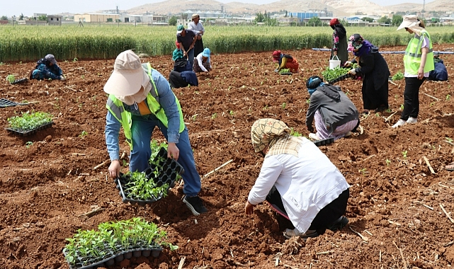 Şanlıurfa'da isot fidesi toprakla buluştu