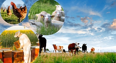 Şanlıurfa dahil 11 ilde yetiştiricilere büyük destek! 