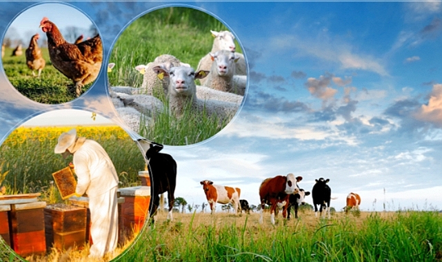 Şanlıurfa dahil 11 ilde yetiştiricilere büyük destek!