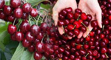 Sezonun ilk kiraz hasadı gerçekleştirildi