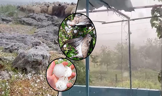 Siverek ilçesinde şiddetli dolu yağışı büyük zarar verdi