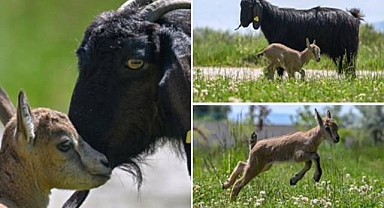 Aç ve bitkin halde bulunan yaban keçisi koruma altına alındı