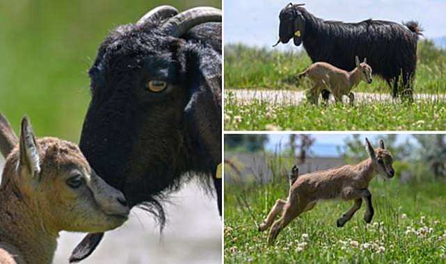 Aç ve bitkin halde bulunan yaban keçisi koruma altına alındı