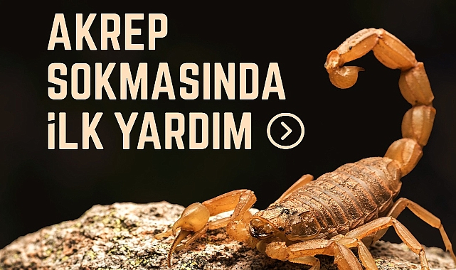 Akrep sokmalarına karşı neler yapılmalı?