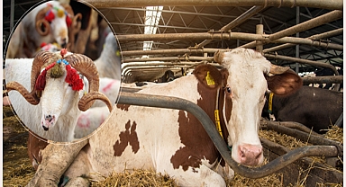 Bakanlıktan Kurban Bayramı’na yönelik 81 il valiliğine genelge! 