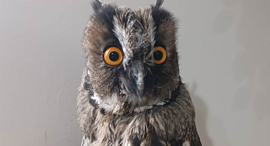 Bitkin halde bulunan Kulaklı Orman Baykuşu tedaviye alındı