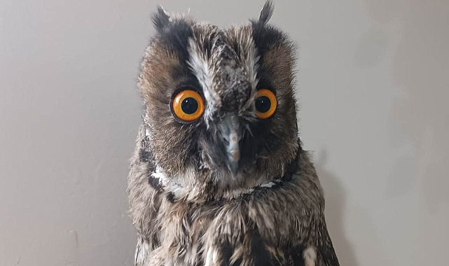 Bitkin halde bulunan Kulaklı Orman Baykuşu tedaviye alındı