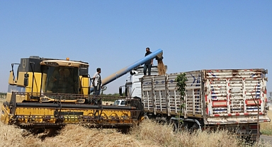 Büyükşehir'den buğday hasadı 