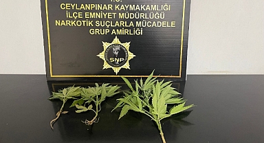 Ceylanpınar'da uyuşturucuya geçit yok! 1 gözaltı