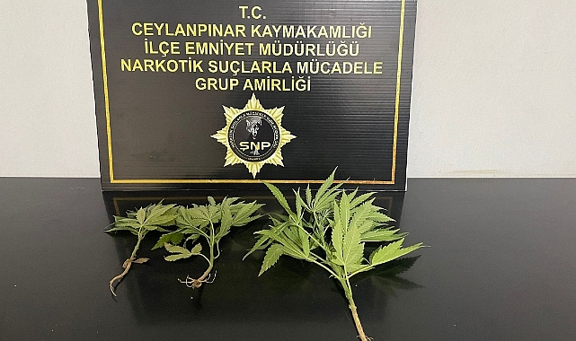 Ceylanpınar'da uyuşturucuya geçit yok! 1 gözaltı