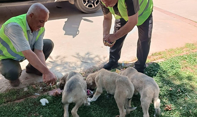 DKMP ekipleri sokak hayvanlarını unutmadı