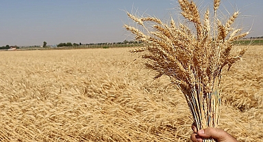 Ekmeklik buğday ithalatı yerli çiftçiyi vurdu