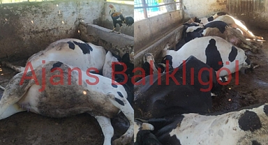 Feci olay! 10 süt ineği akıma kapılarak telef oldu