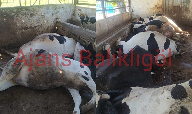 Feci olay! 10 süt ineği akıma kapılarak telef oldu