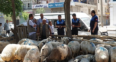 Haliliye Belediyesi Kurban Bayramında 635 personeliyle sahada