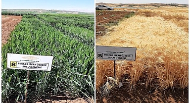 Harran Üniversitesi’nde kuraklığa karşı iki yeni buğday çeşidi geliştirildi