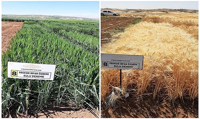 Harran Üniversitesi’nde kuraklığa karşı iki yeni buğday çeşidi geliştirildi
