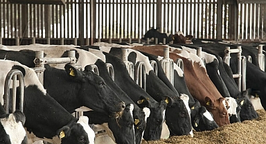 HRÜ’de ülke hayvancılığına önemli katkı sunacak proje geliştirildi