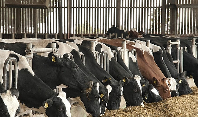 HRÜ’de ülke hayvancılığına önemli katkı sunacak proje geliştirildi