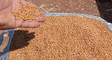 Hububat ve bakliyatta son durum! Buğday kaç lira oldu?