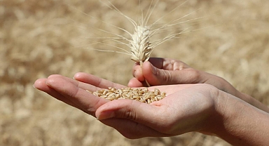 Hububat ve bakliyatta son durum! Ekmeklik buğday kaç lira oldu?
