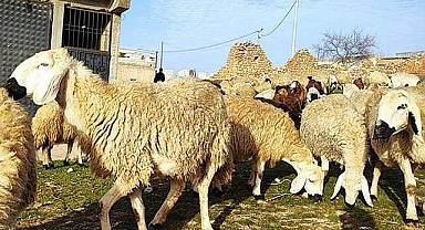 Kurban pazarlarında satılmayan hayvanlar ESK tarafından satın alınacak