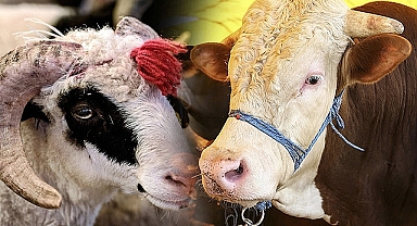 Kurbanlık küçükbaş hayvan konusunda sıkıntı var mı?