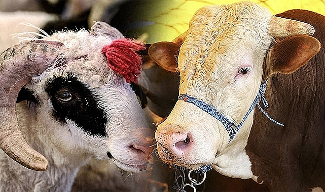 Kurbanlık küçükbaş hayvan konusunda sıkıntı var mı?