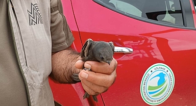 Mehmetçik tarafından bulunan Ebabil Kuşu tedaviye alındı