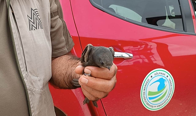 Mehmetçik tarafından bulunan Ebabil Kuşu tedaviye alındı