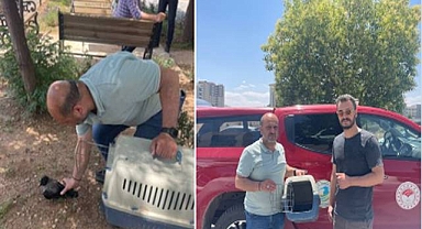 Şanlıurfa’da 2 Leş Kargası yaralı ve bitkin halde bulundu!
