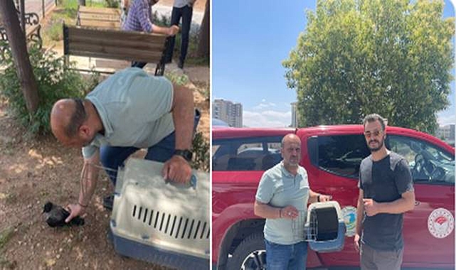 Şanlıurfa’da 2 Leş Kargası yaralı ve bitkin halde bulundu!