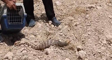 Şanlıurfa'da bitkin düşmüş halde Çöl Varanı bulundu