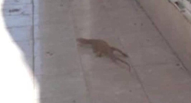 Şanlıurfa'da Çöl Varanı şehre indi