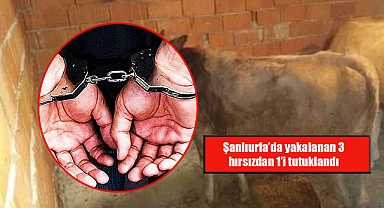 Şanlıurfa’da inek hırsızları yakalandı! 