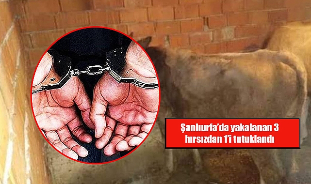 Şanlıurfa’da inek hırsızları yakalandı! 